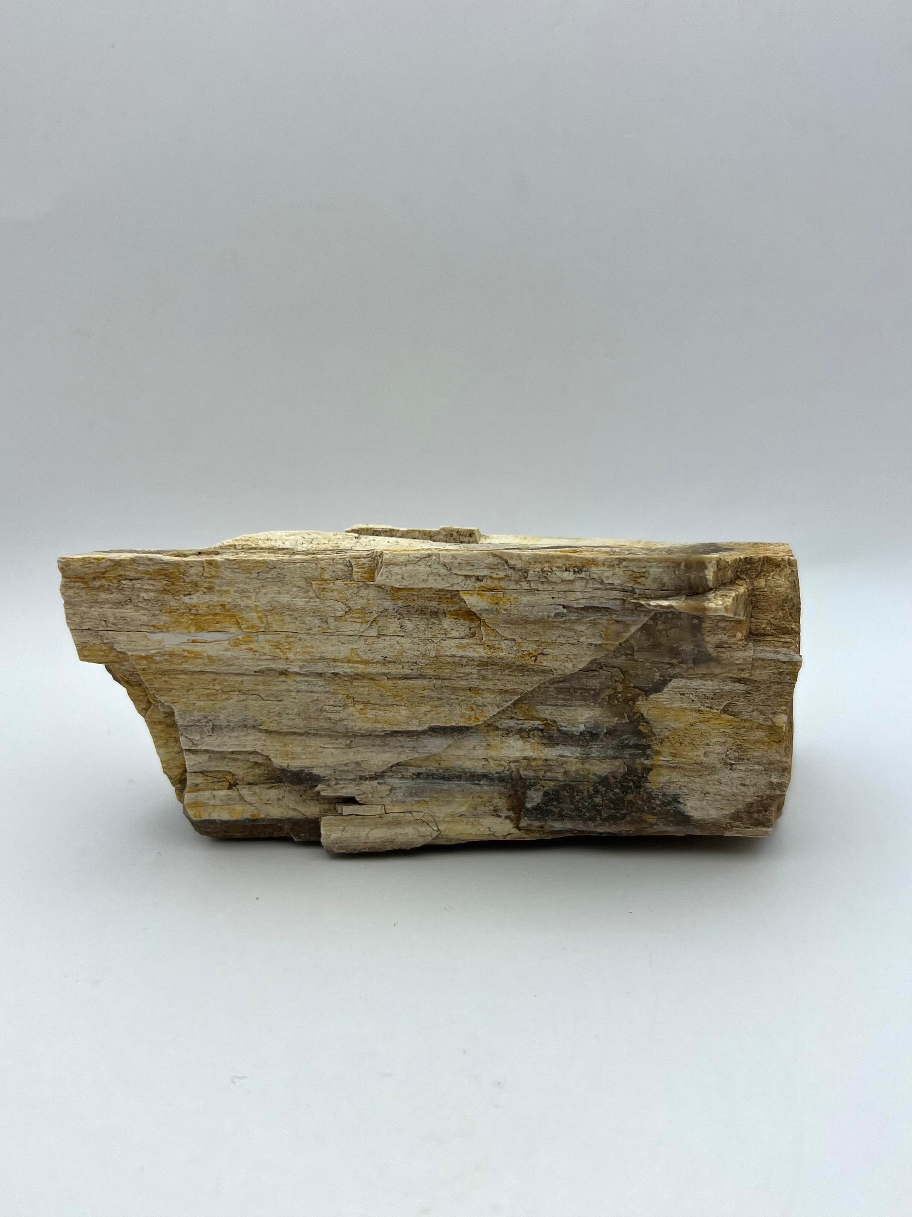 Petrified Wood from Concho Arizona B - Earthly Secrets