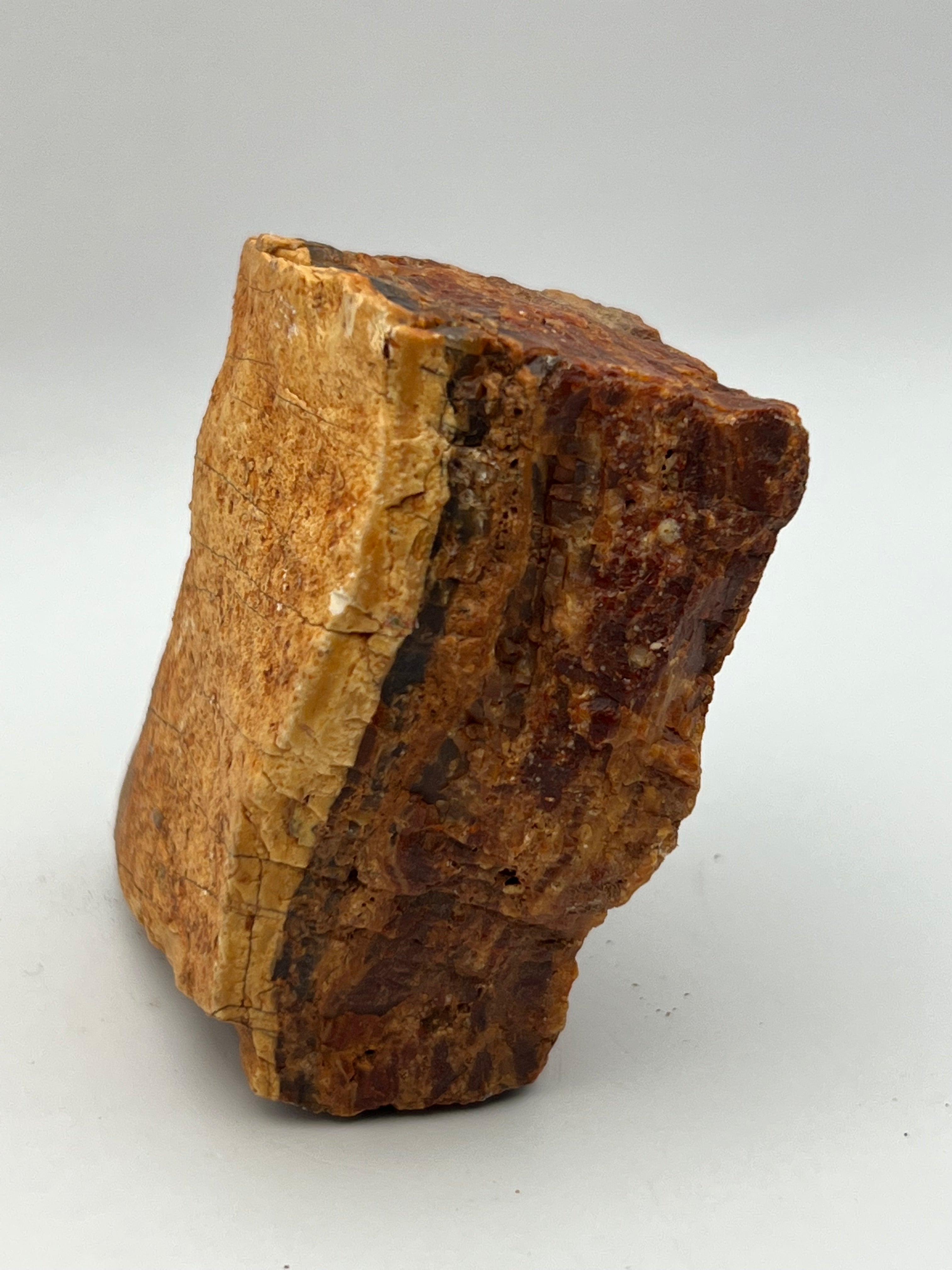Petrified Wood from Concho Arizona N - Earthly Secrets