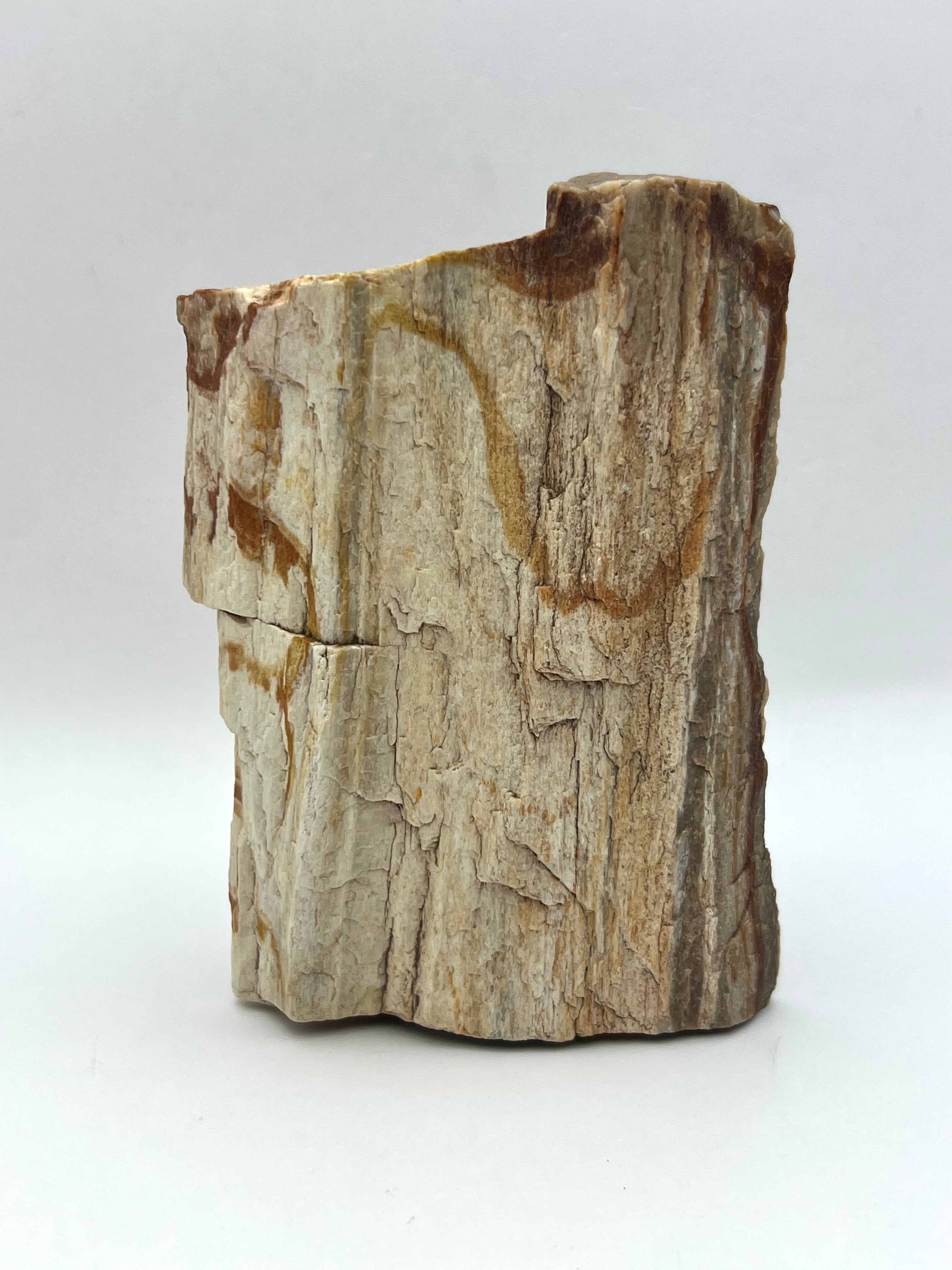 Petrified Wood from Concho Arizona C - Earthly Secrets