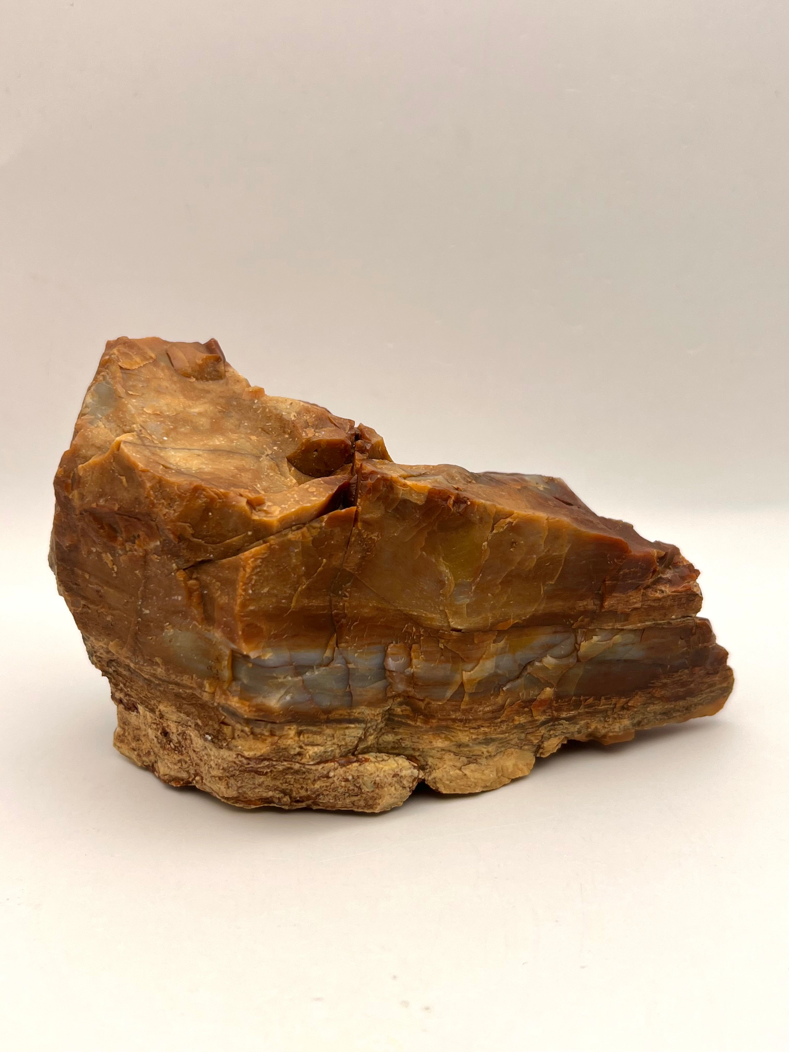 Petrified Wood from Concho Arizona A - Earthly Secrets