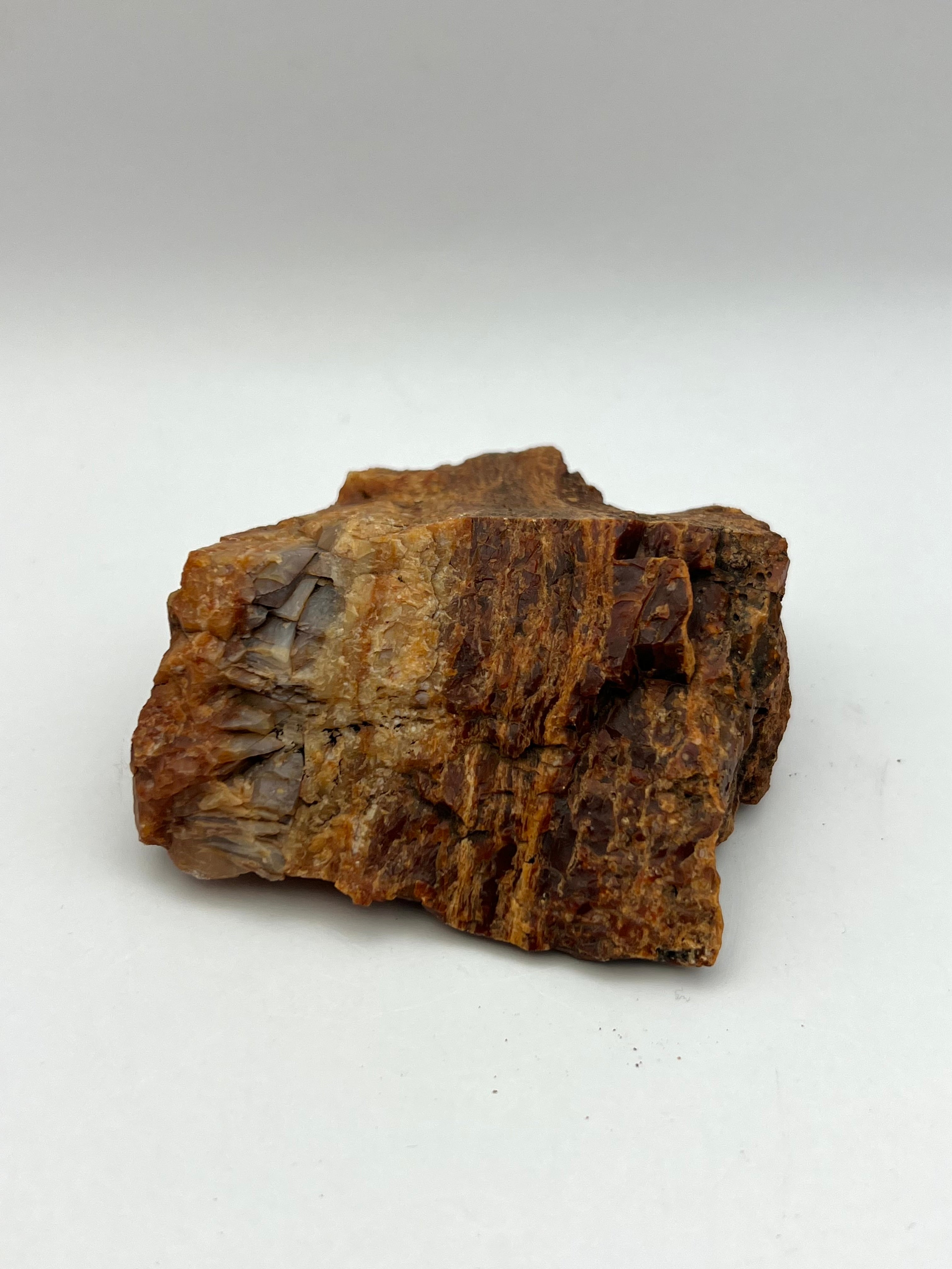 Petrified Wood from Concho Arizona O - Earthly Secrets