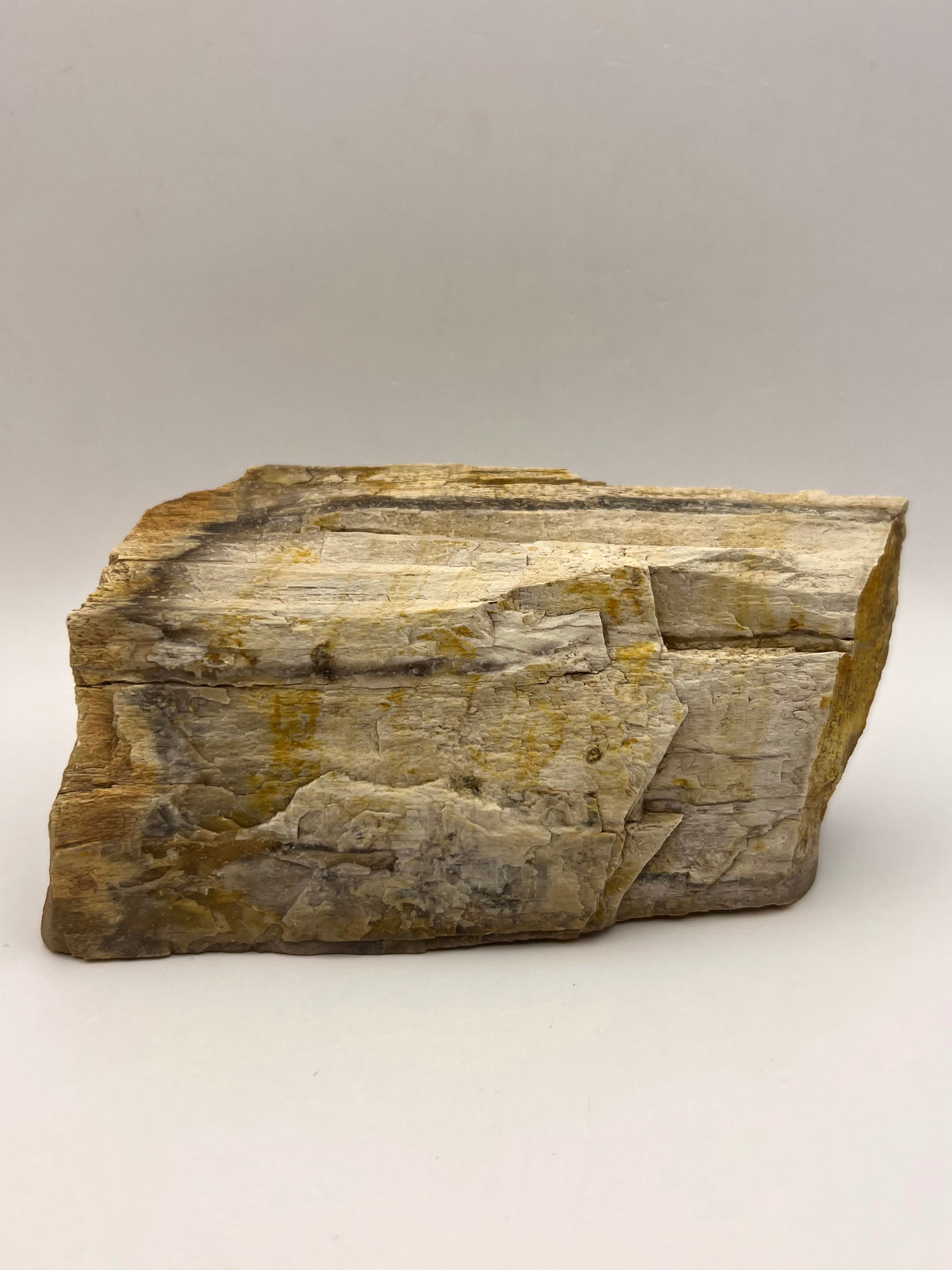 Petrified Wood from Concho Arizona B - Earthly Secrets