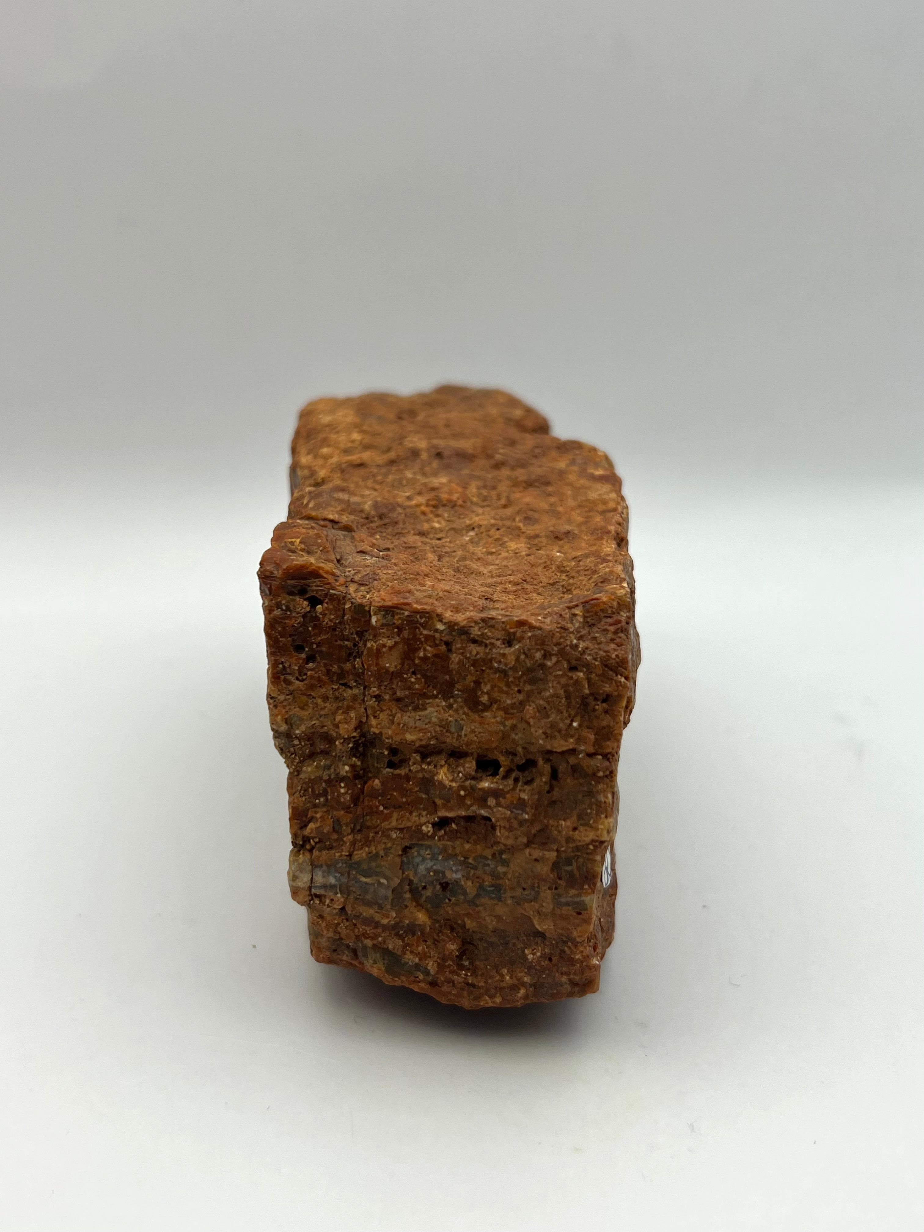 Petrified Wood from Concho Arizona D - Earthly Secrets